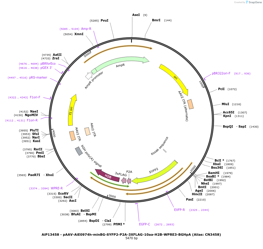 230294-plasmid-map-sequence-id-470661