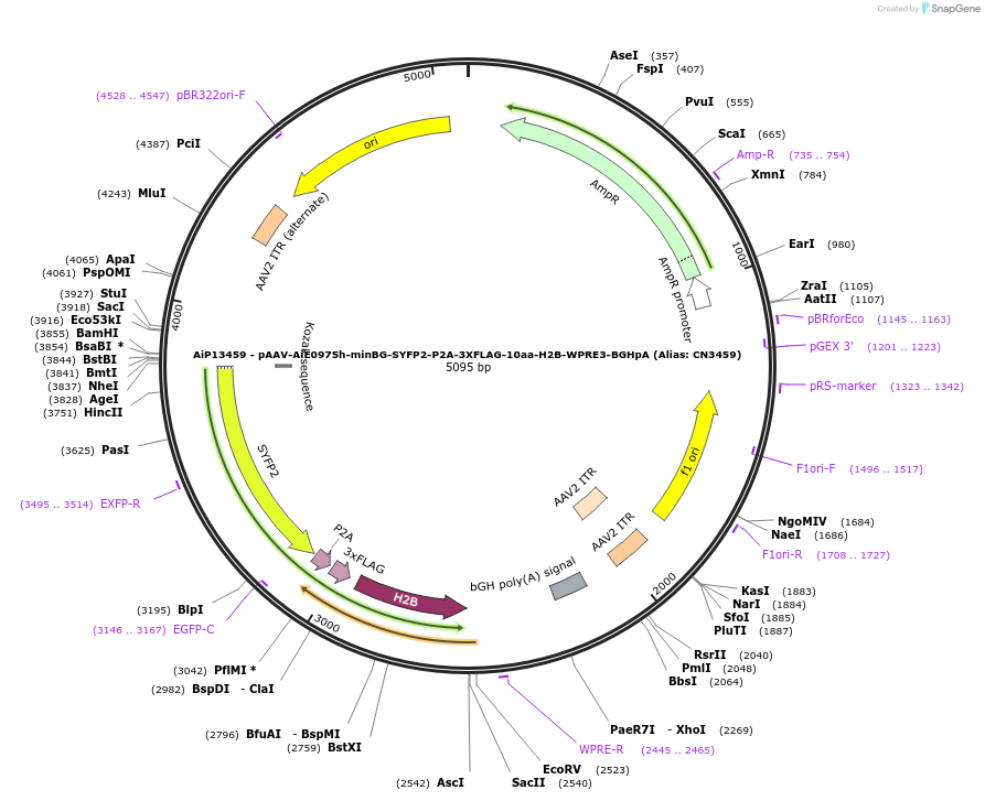 230295-plasmid-map-sequence-id-470664