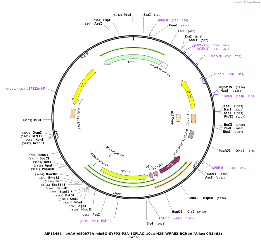 230297-plasmid-map-sequence-id-470667