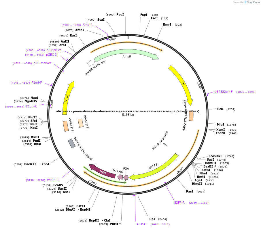 230298-plasmid-map-sequence-id-470670