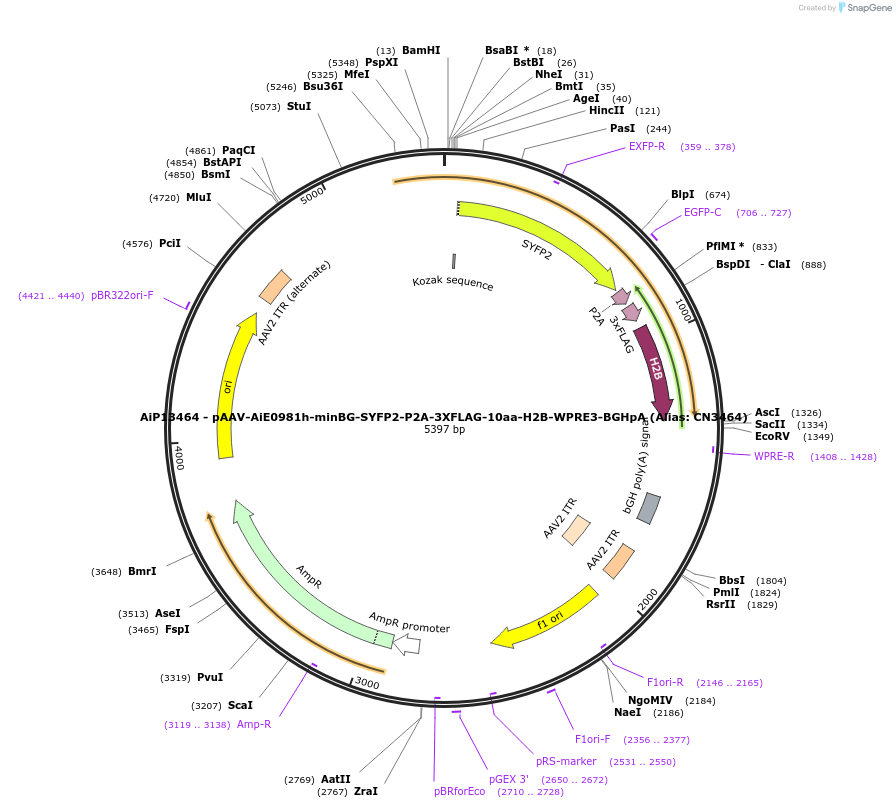 230300-plasmid-map-sequence-id-470676