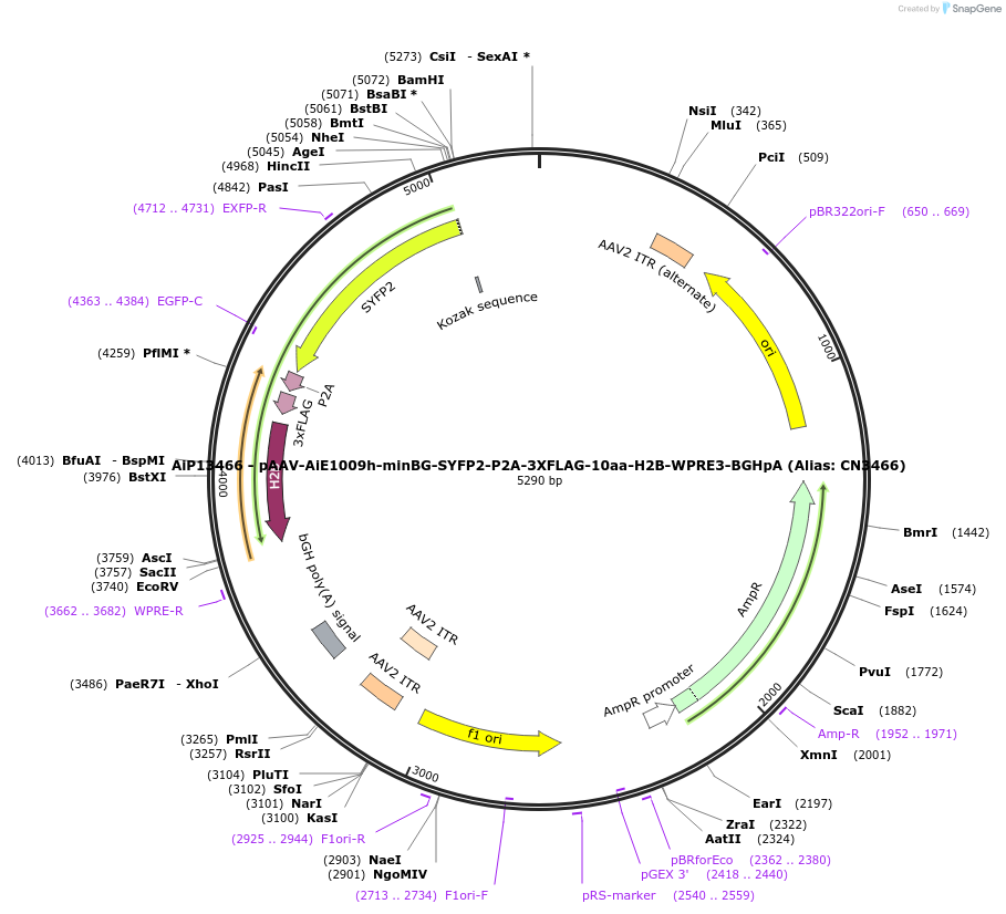 230301-plasmid-map-sequence-id-470679