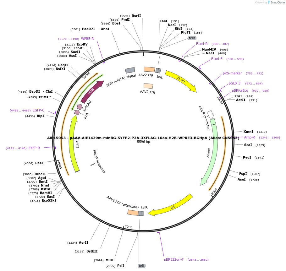230344-plasmid-map-sequence-id-470682