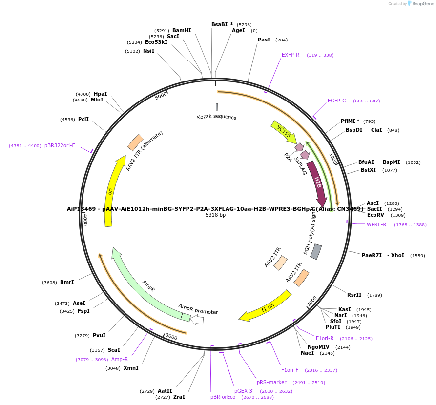 230304-plasmid-map-sequence-id-470688