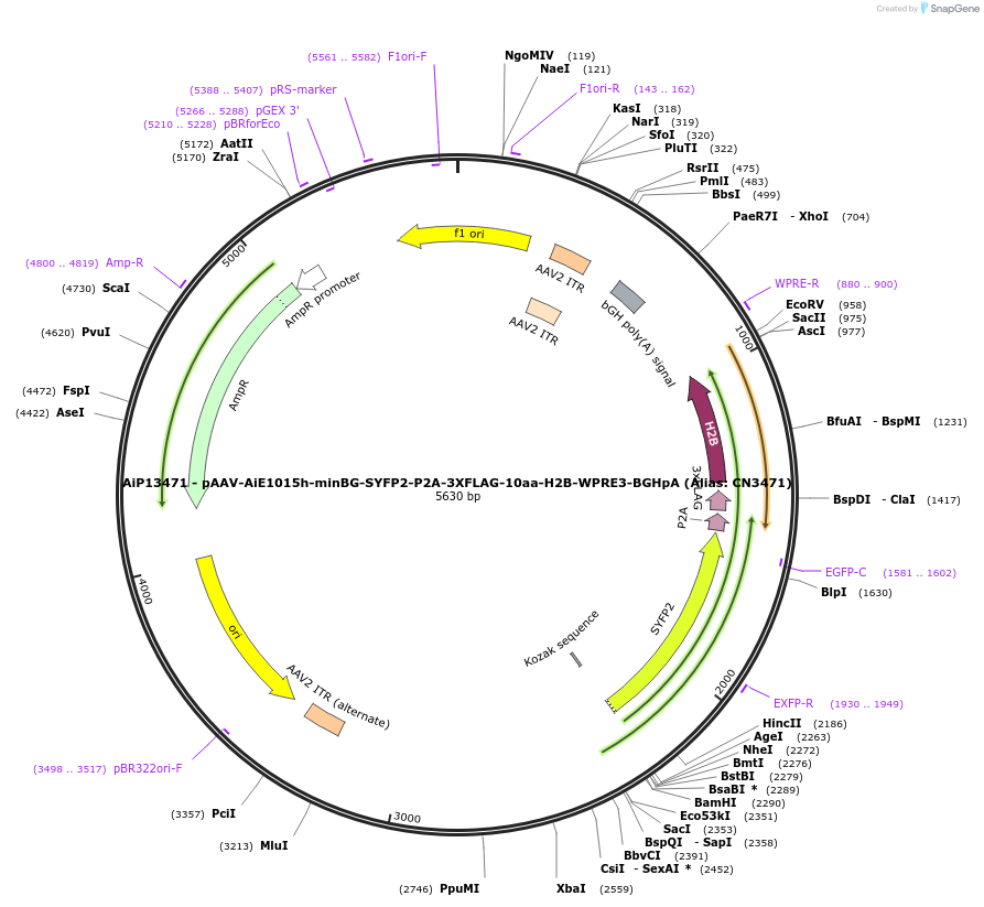 230305-plasmid-map-sequence-id-470691