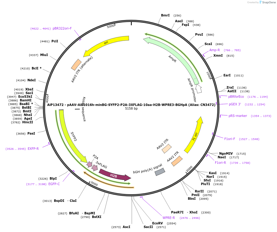 230306-plasmid-map-sequence-id-470694