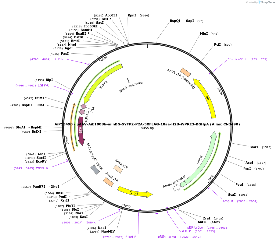 230307-plasmid-map-sequence-id-470697