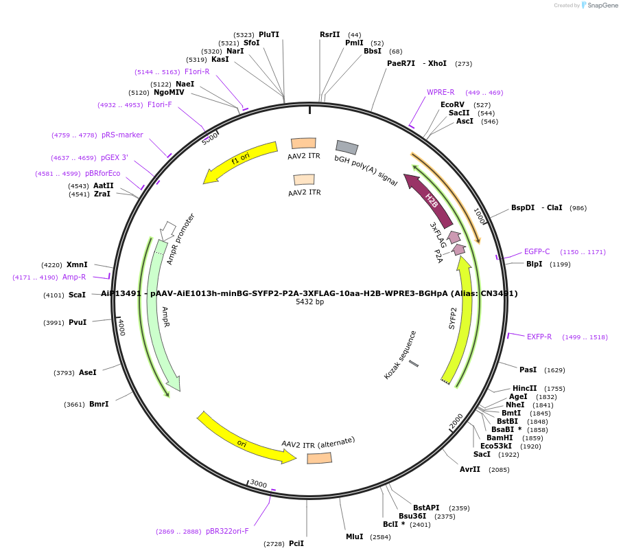 230308-plasmid-map-sequence-id-470700