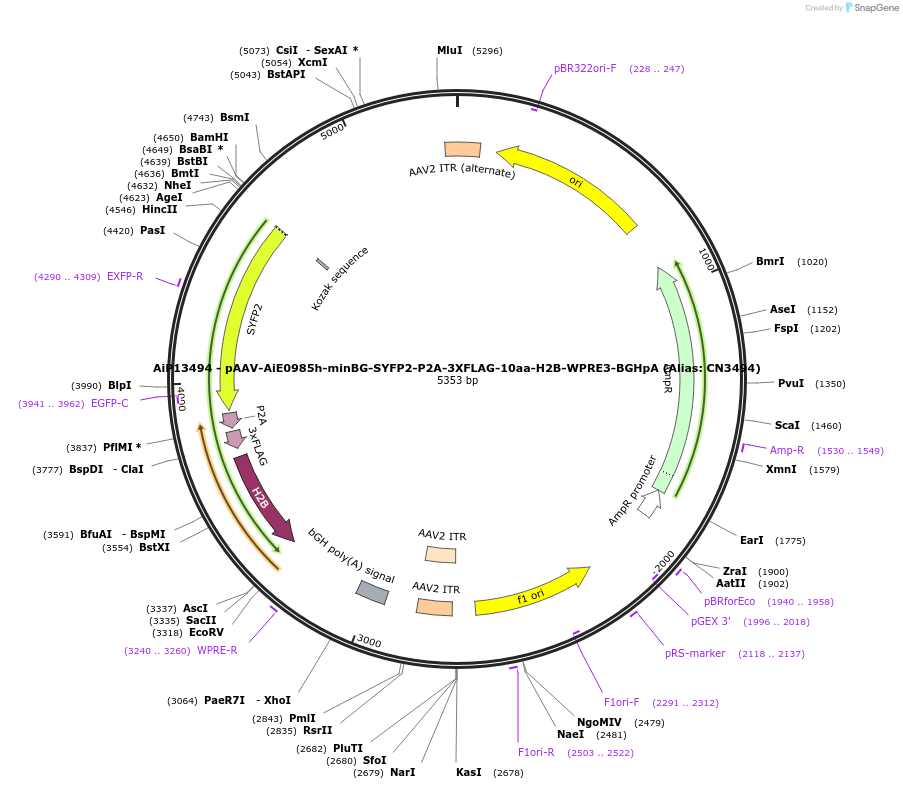 230309-plasmid-map-sequence-id-470703