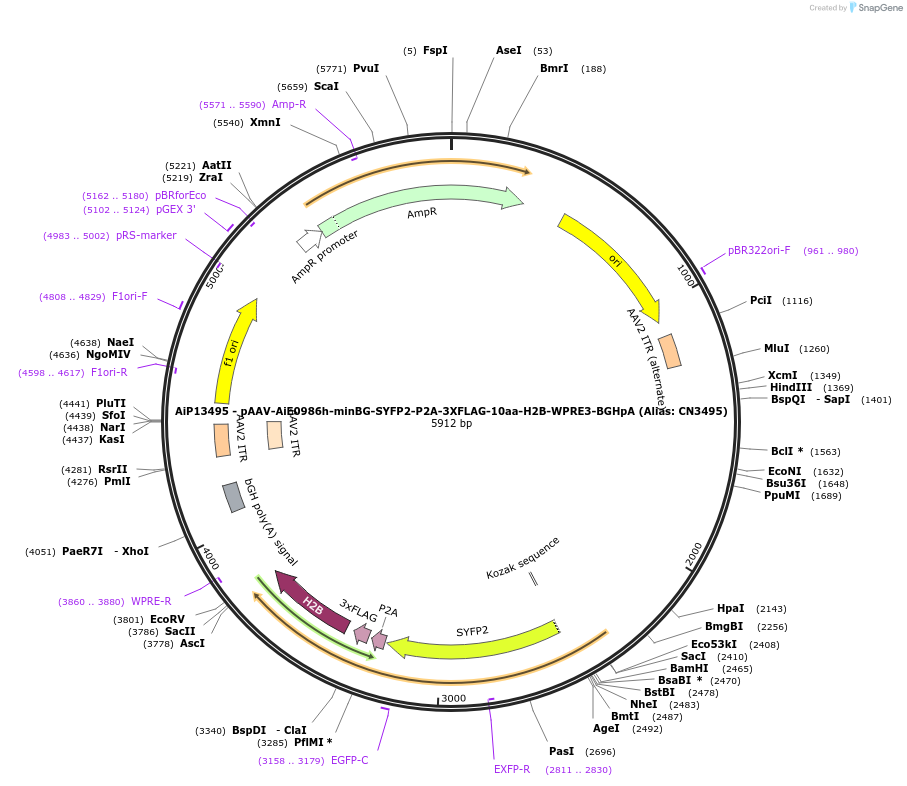 230310-plasmid-map-sequence-id-470706