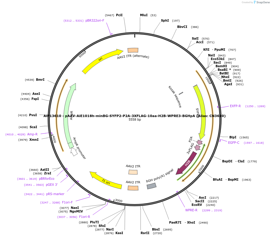 230311-plasmid-map-sequence-id-470709