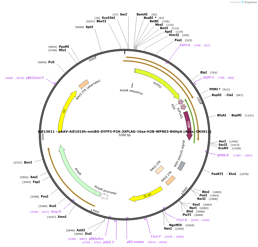 230312-plasmid-map-sequence-id-470711