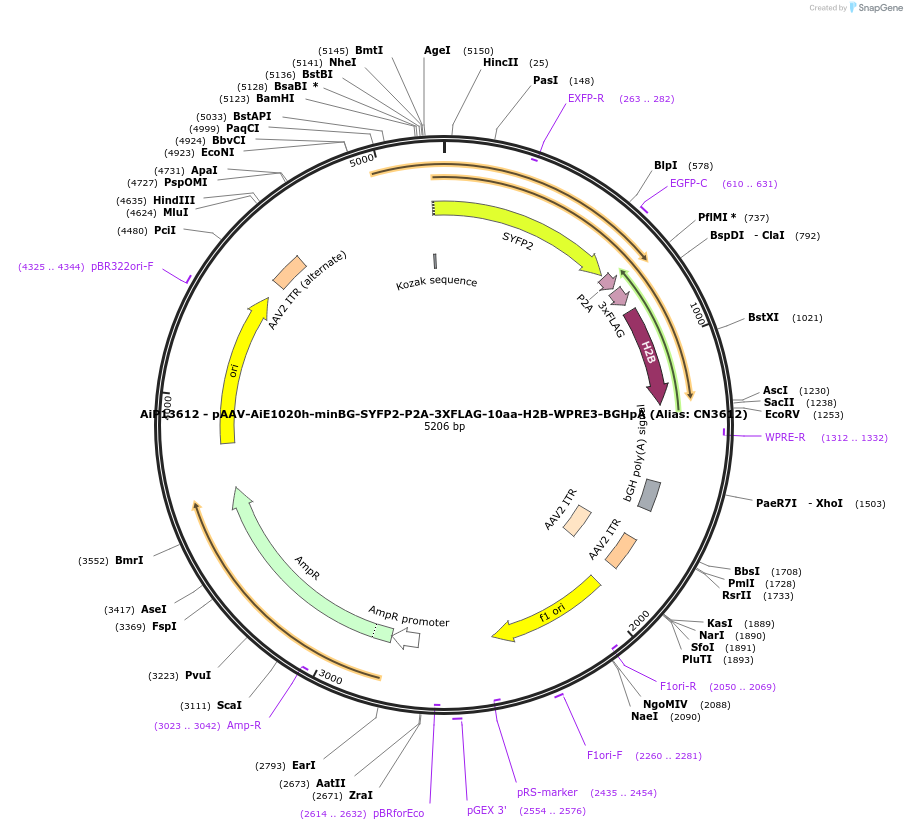 230313-plasmid-map-sequence-id-470714