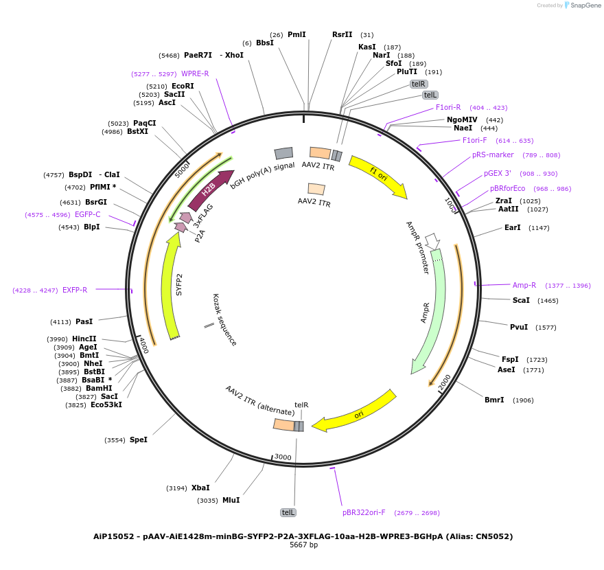 230343-plasmid-map-sequence-id-470717
