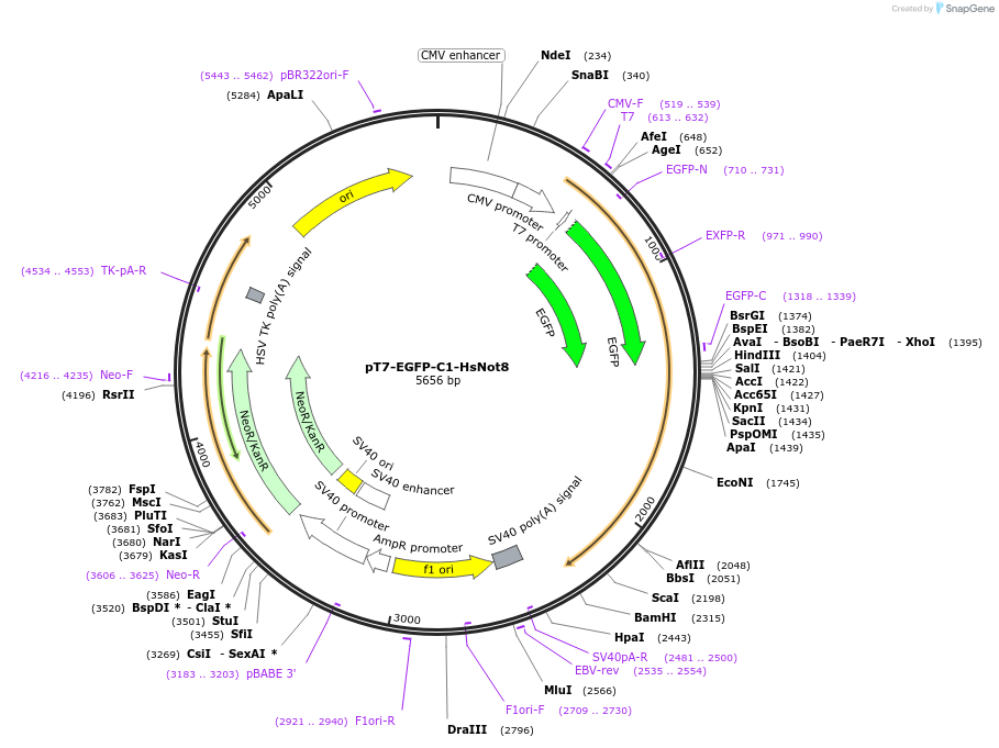 37367-plasmid-map-sequence-id-47072