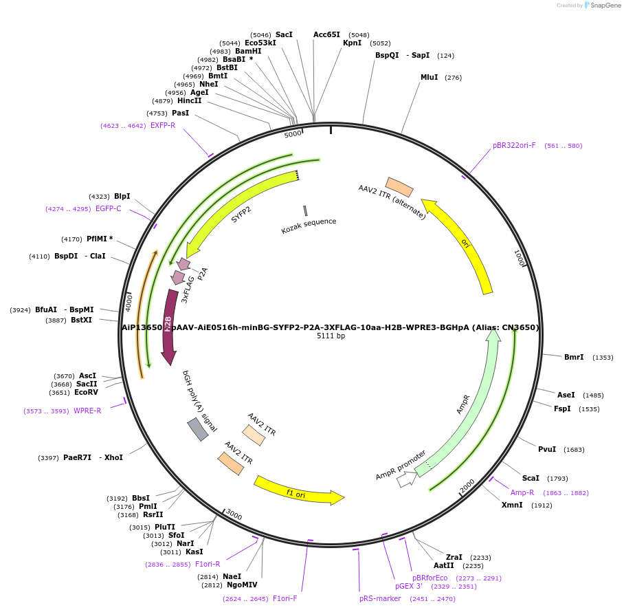 230315-plasmid-map-sequence-id-470721