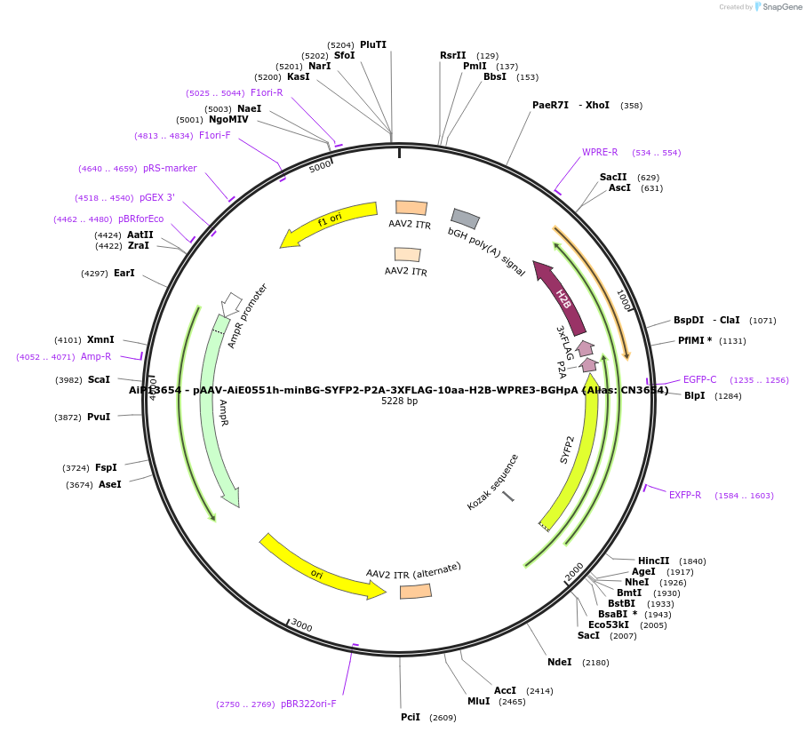 230317-plasmid-map-sequence-id-470727