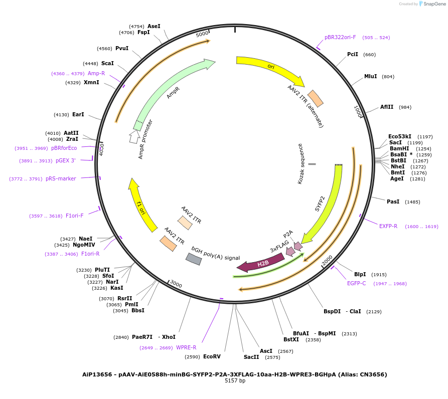 230318-plasmid-map-sequence-id-470730
