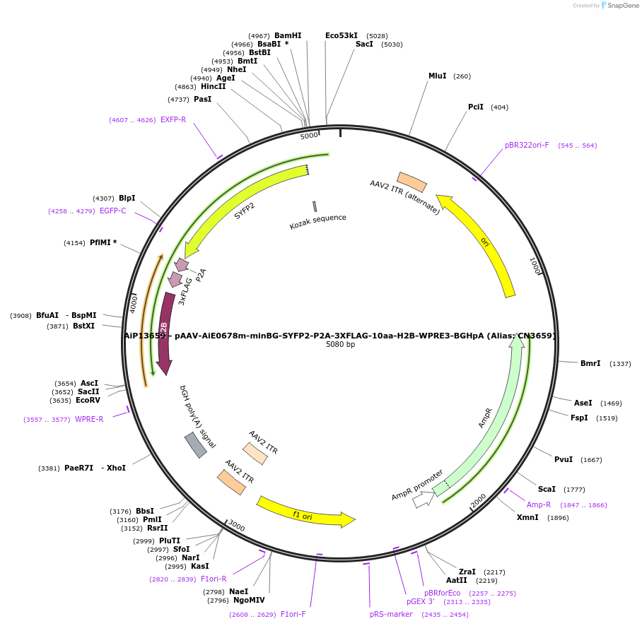 230320-plasmid-map-sequence-id-470736