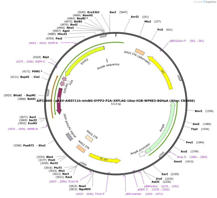 230321-plasmid-map-sequence-id-470739