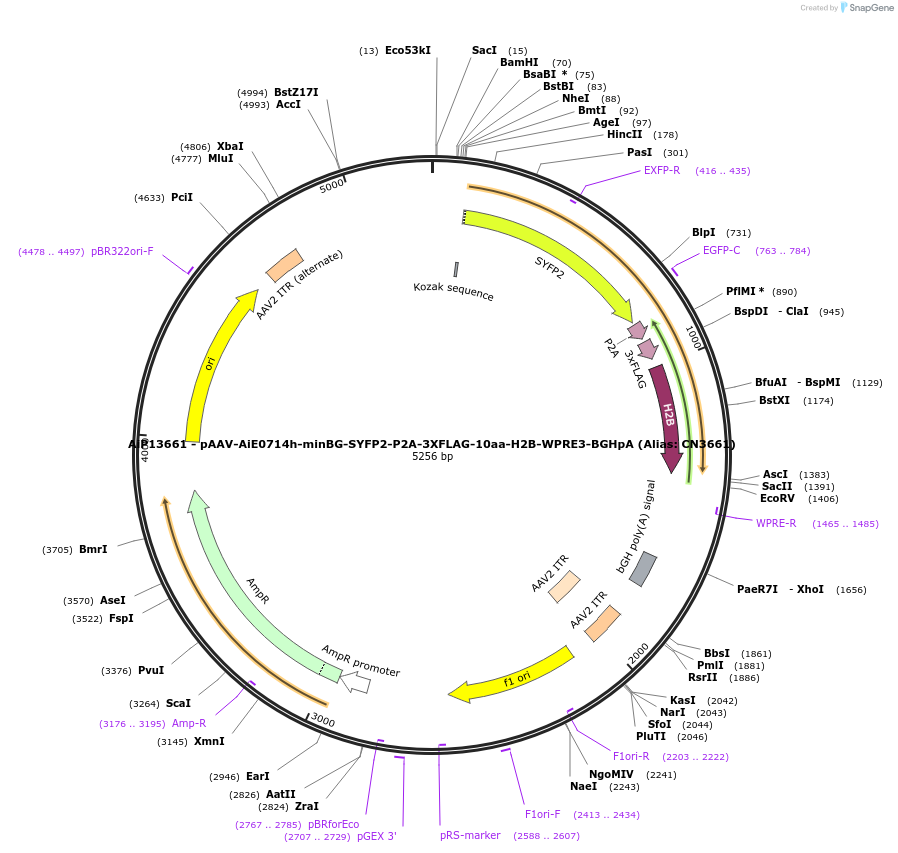 230322-plasmid-map-sequence-id-470741