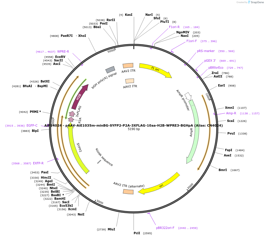 230324-plasmid-map-sequence-id-470747