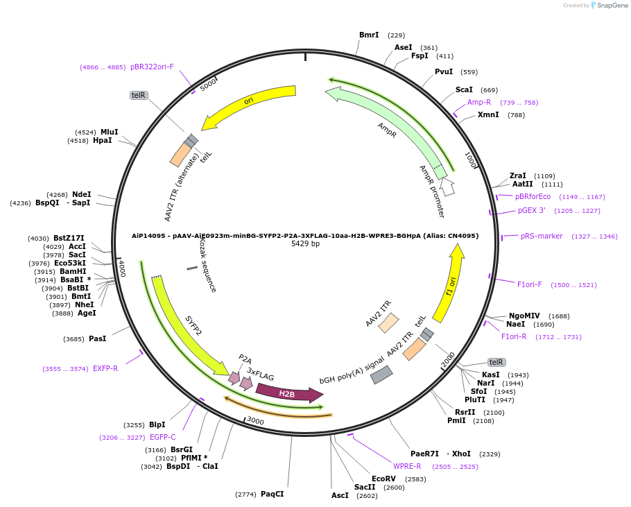 230325-plasmid-map-sequence-id-470750