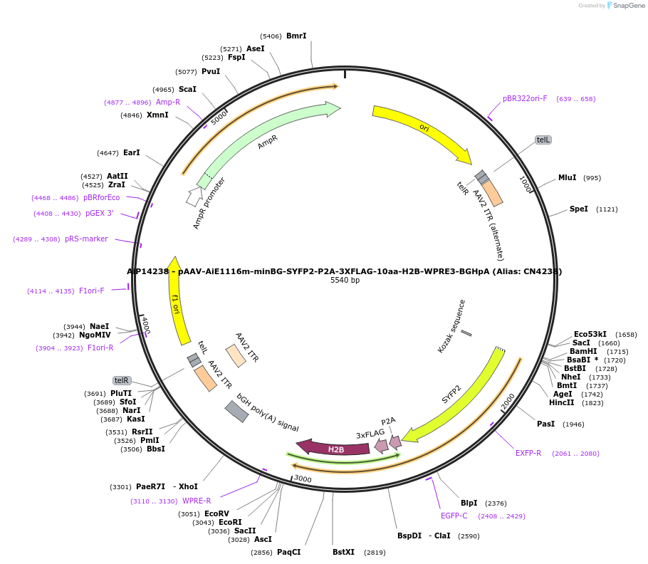 230327-plasmid-map-sequence-id-470755