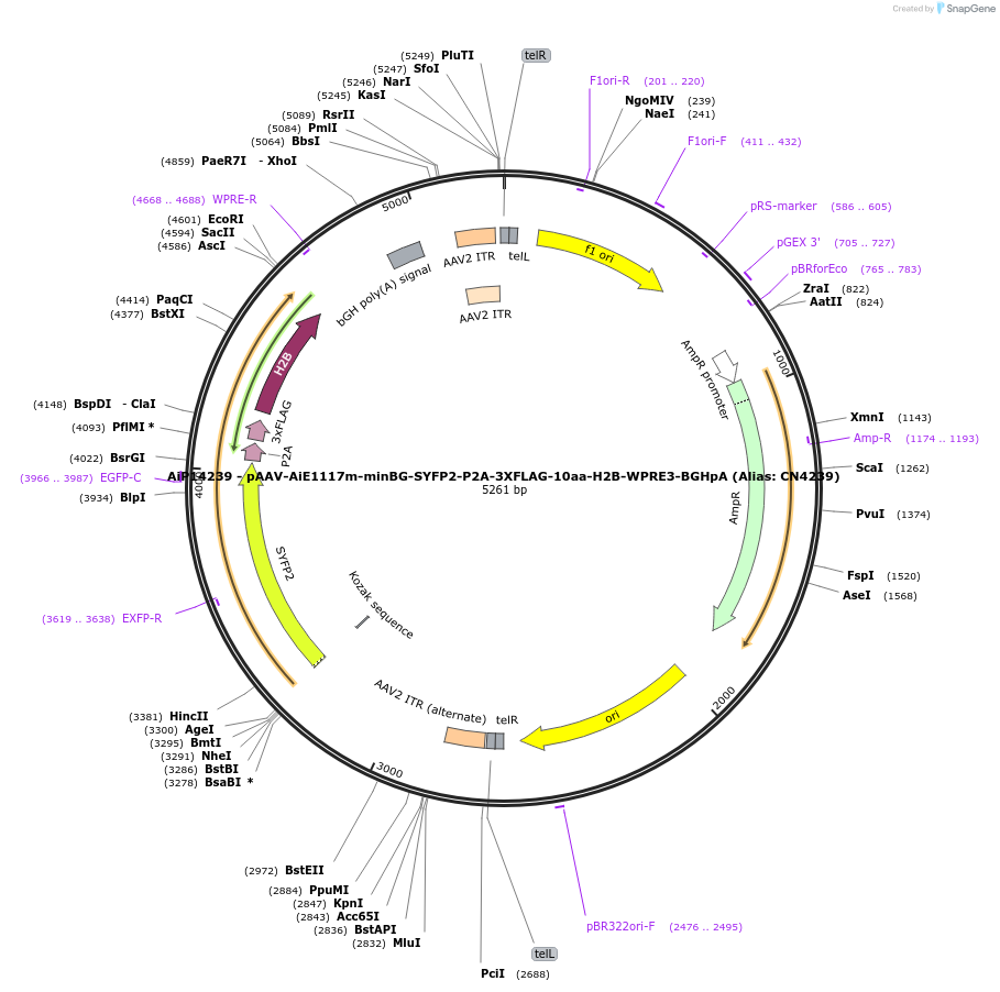 230328-plasmid-map-sequence-id-470759