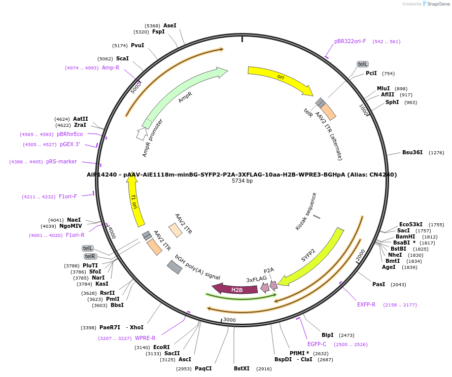 230329-plasmid-map-sequence-id-470760