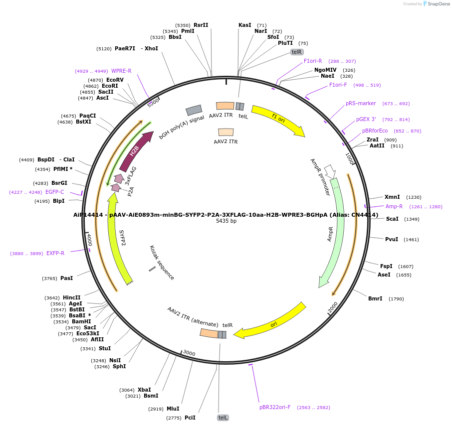 230332-plasmid-map-sequence-id-470769