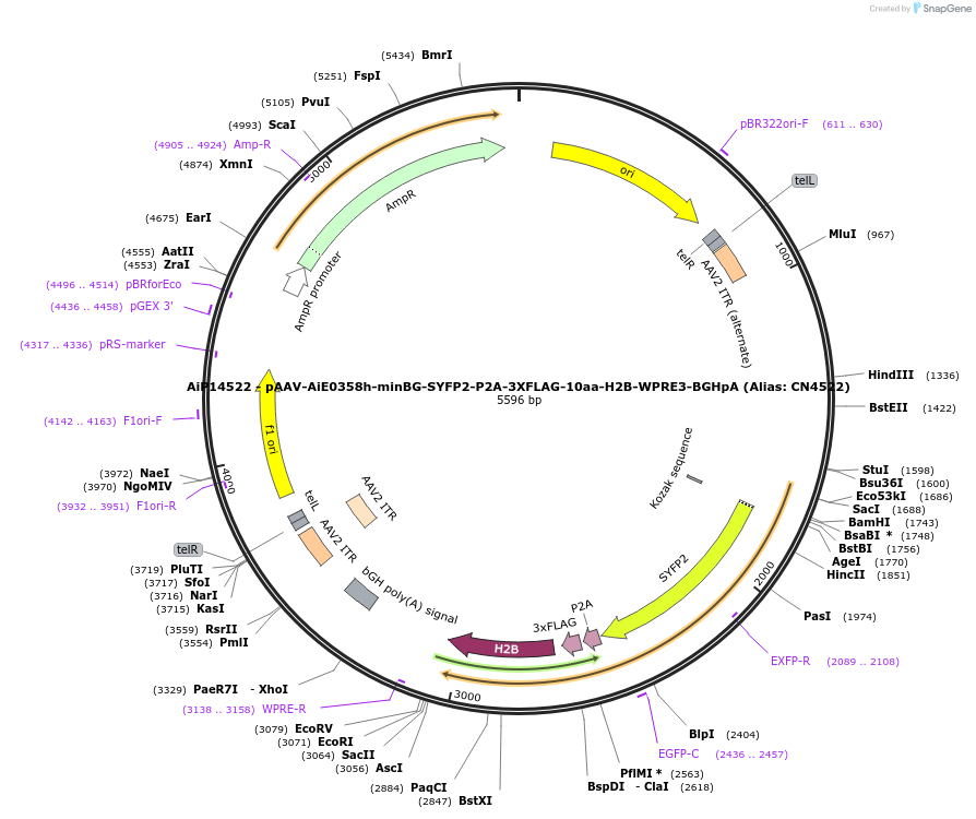 230333-plasmid-map-sequence-id-470772