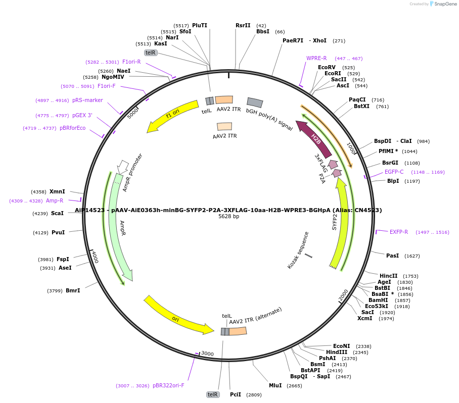 230334-plasmid-map-sequence-id-470774