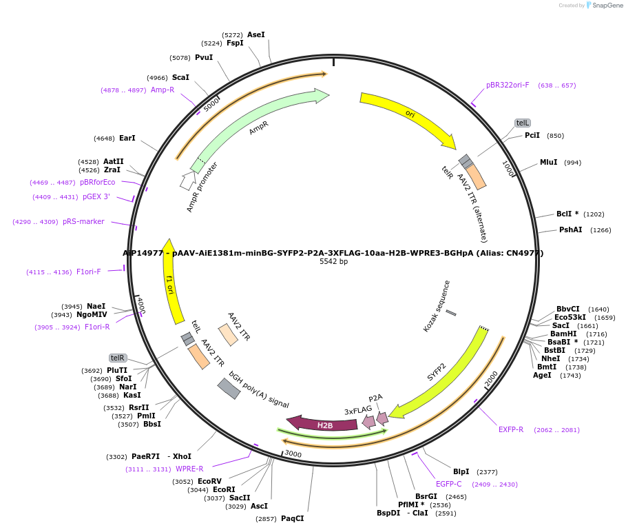 230341-plasmid-map-sequence-id-470780