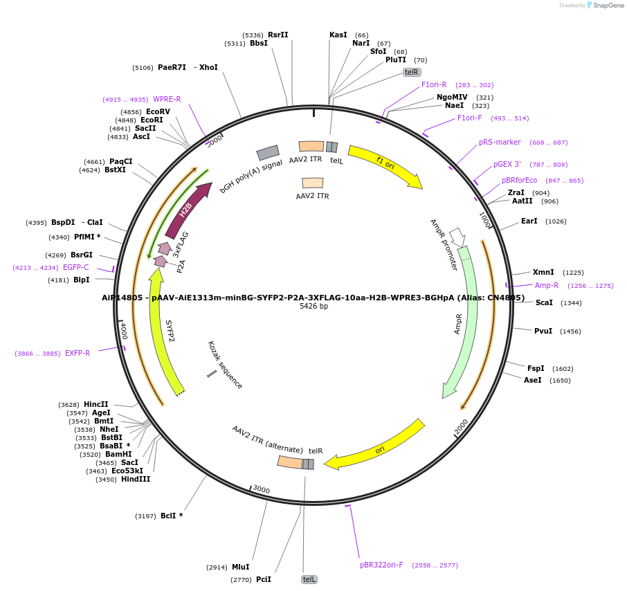 230340-plasmid-map-sequence-id-470782