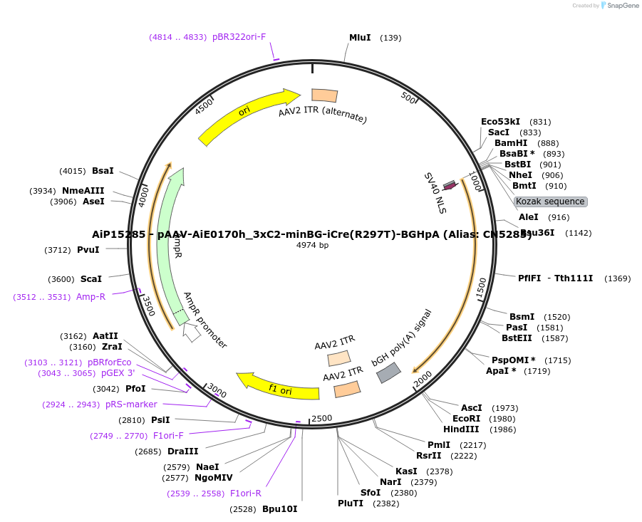230509-plasmid-map-sequence-id-470785