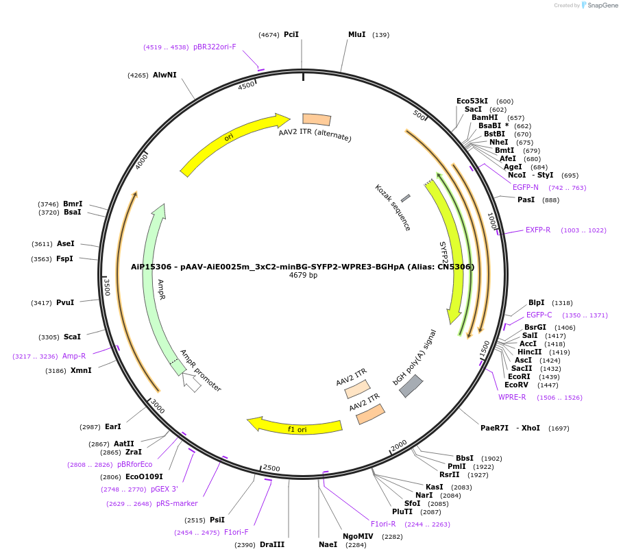 230514-plasmid-map-sequence-id-470795