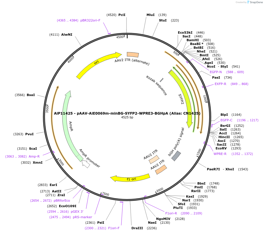 230410-plasmid-map-sequence-id-470798