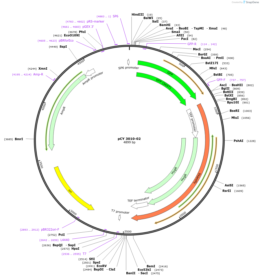 36210-plasmid-map-sequence-id-47080