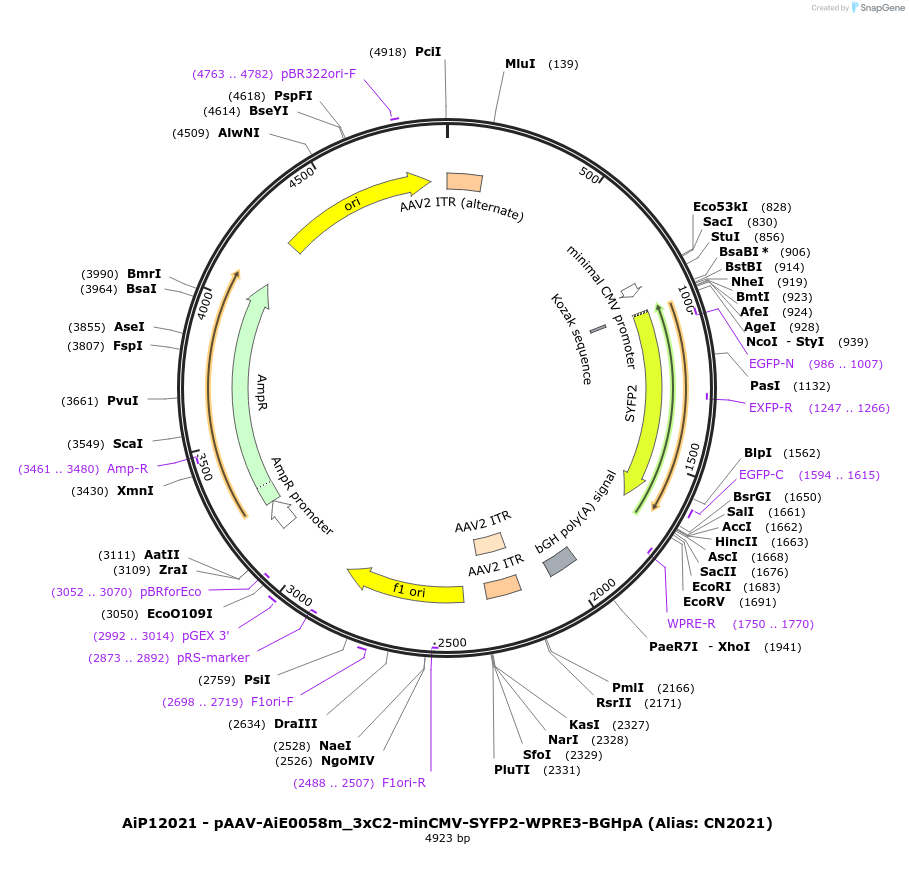 230434-plasmid-map-sequence-id-470801