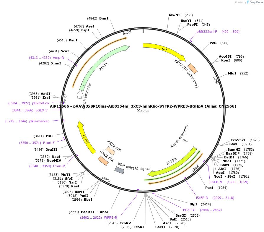 230438-plasmid-map-sequence-id-470807