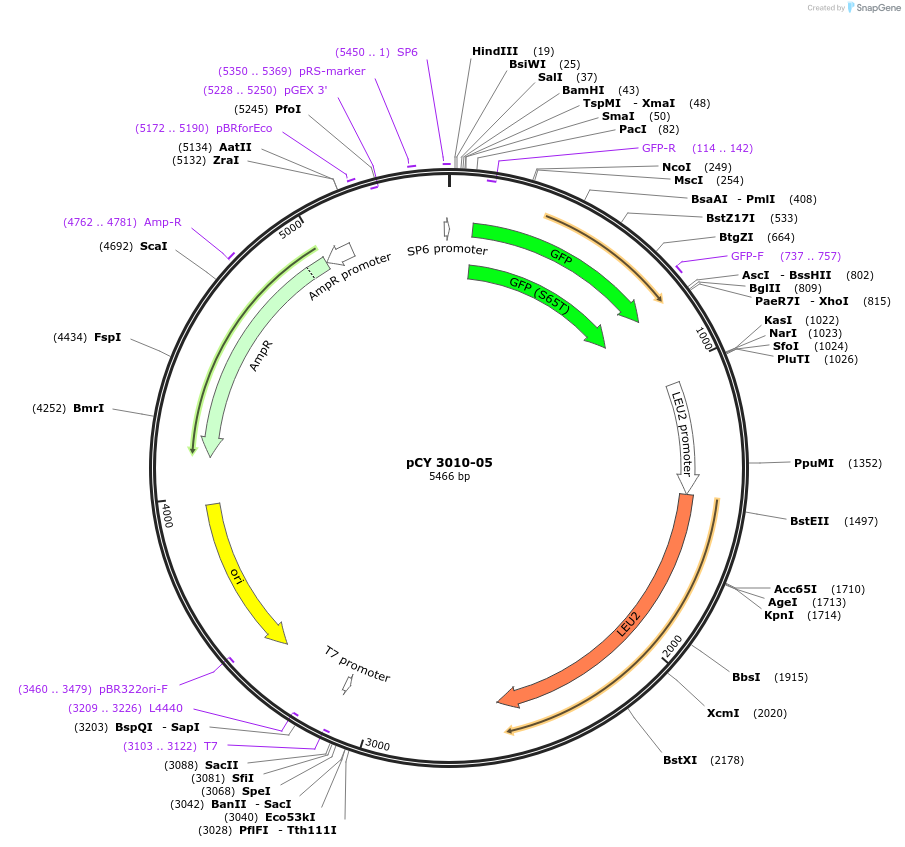 36211-plasmid-map-sequence-id-47081