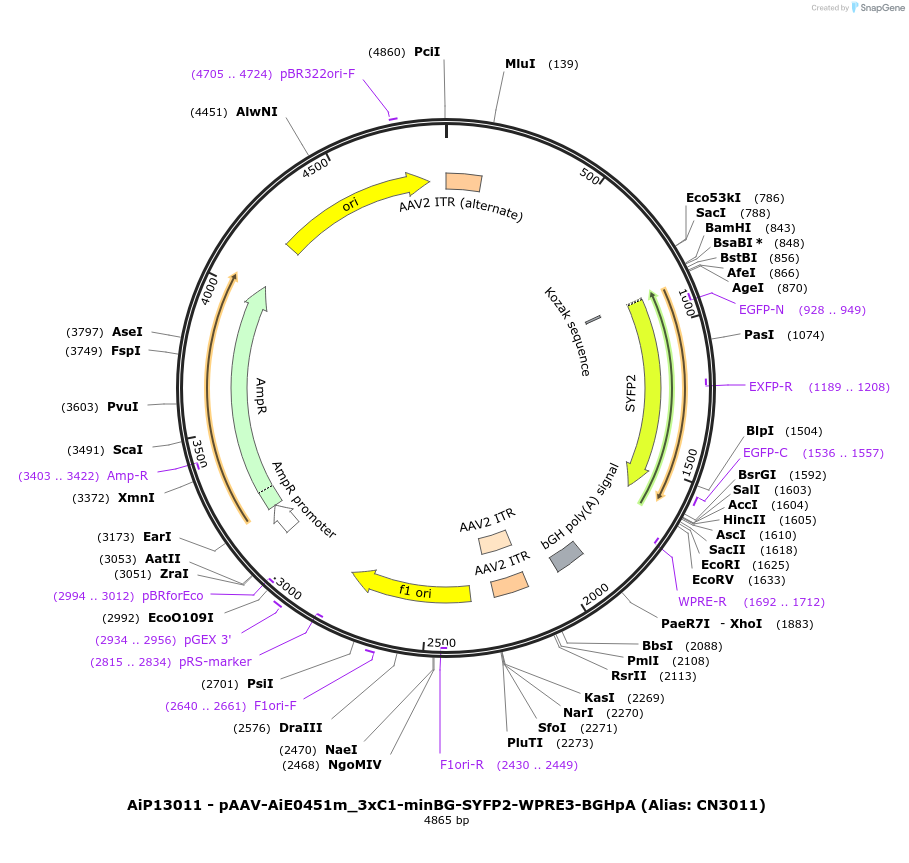 230443-plasmid-map-sequence-id-470815