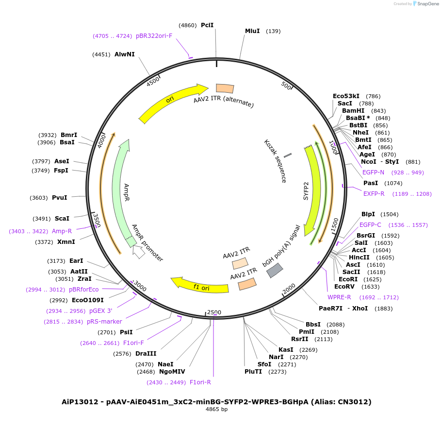 230444-plasmid-map-sequence-id-470818