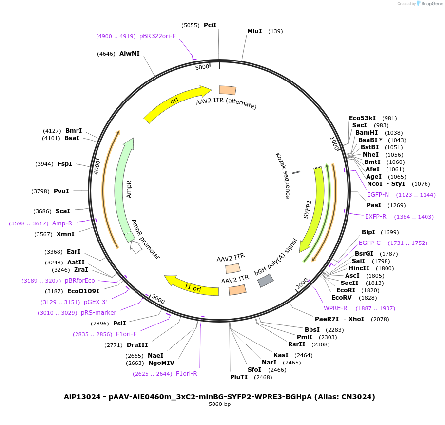 230447-plasmid-map-sequence-id-470822