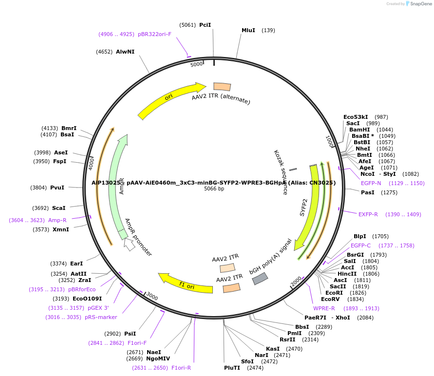 230448-plasmid-map-sequence-id-470825