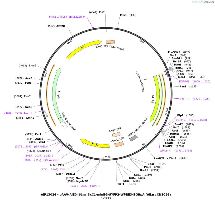 230449-plasmid-map-sequence-id-470828