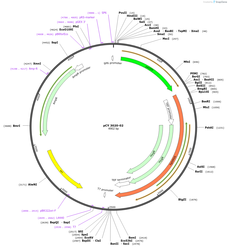 36213-plasmid-map-sequence-id-47083