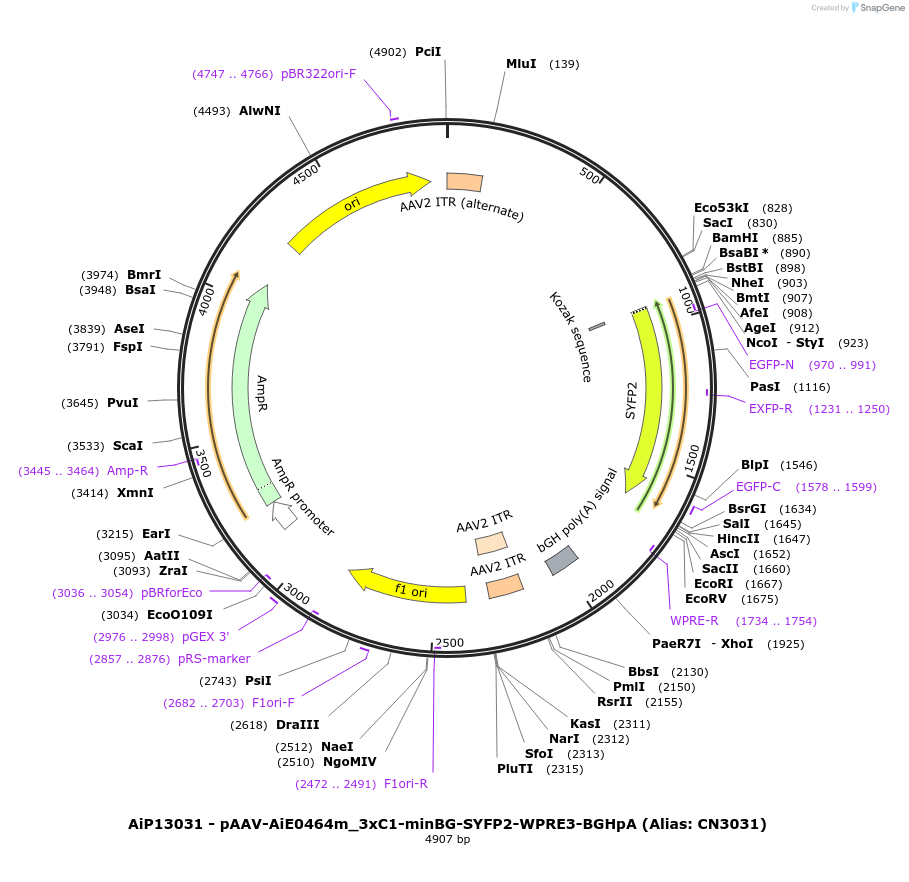 230450-plasmid-map-sequence-id-470831