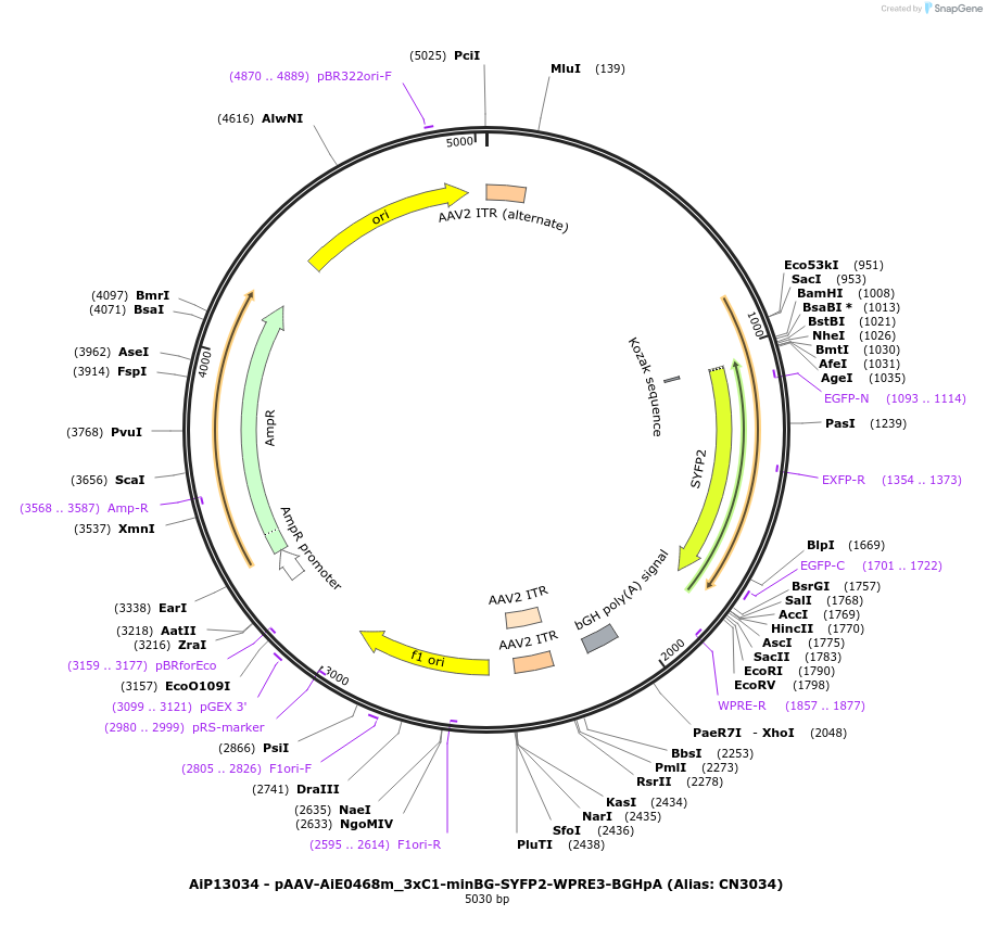 230451-plasmid-map-sequence-id-470834